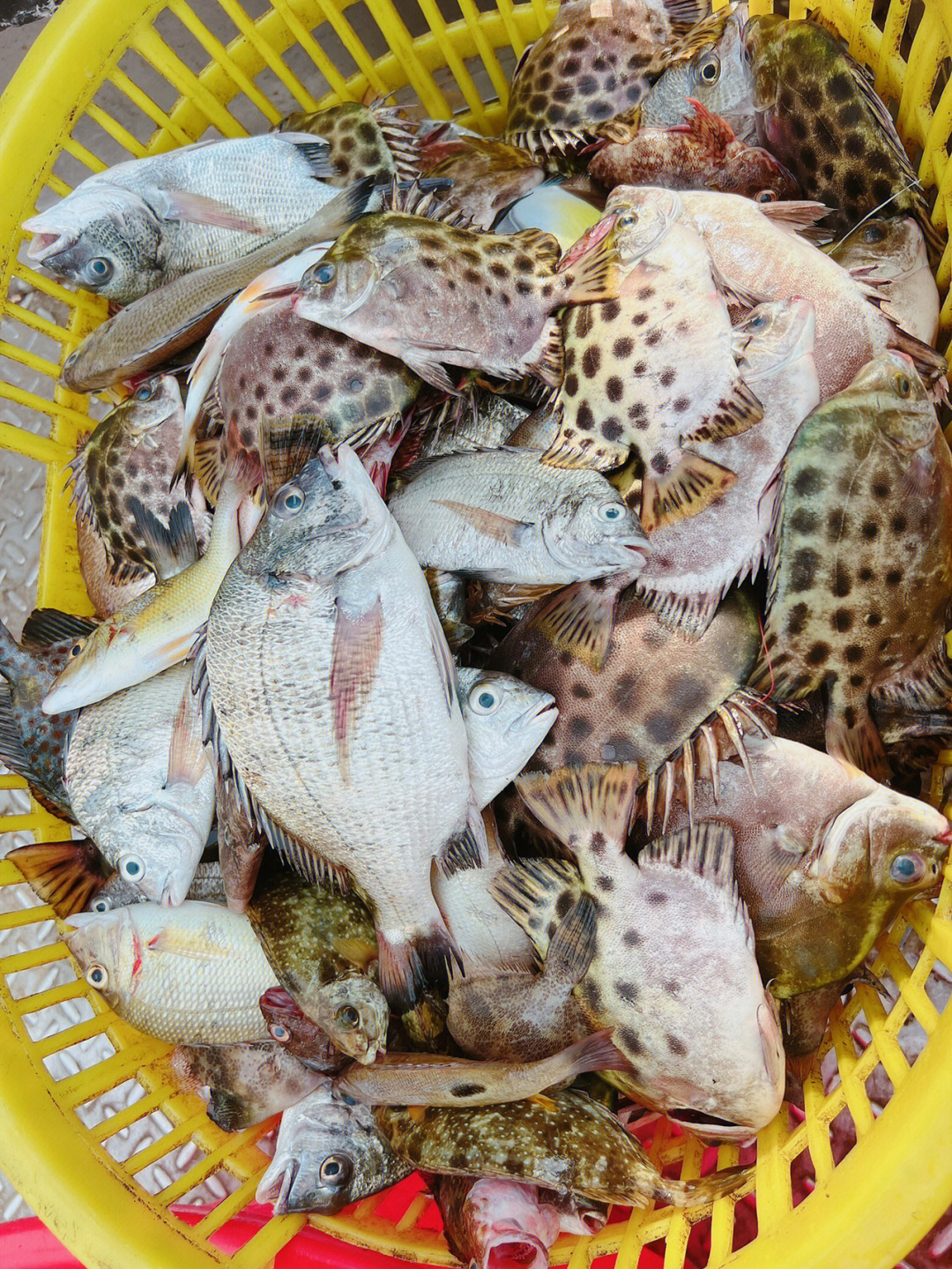 野生河鱼杂鱼品种图片