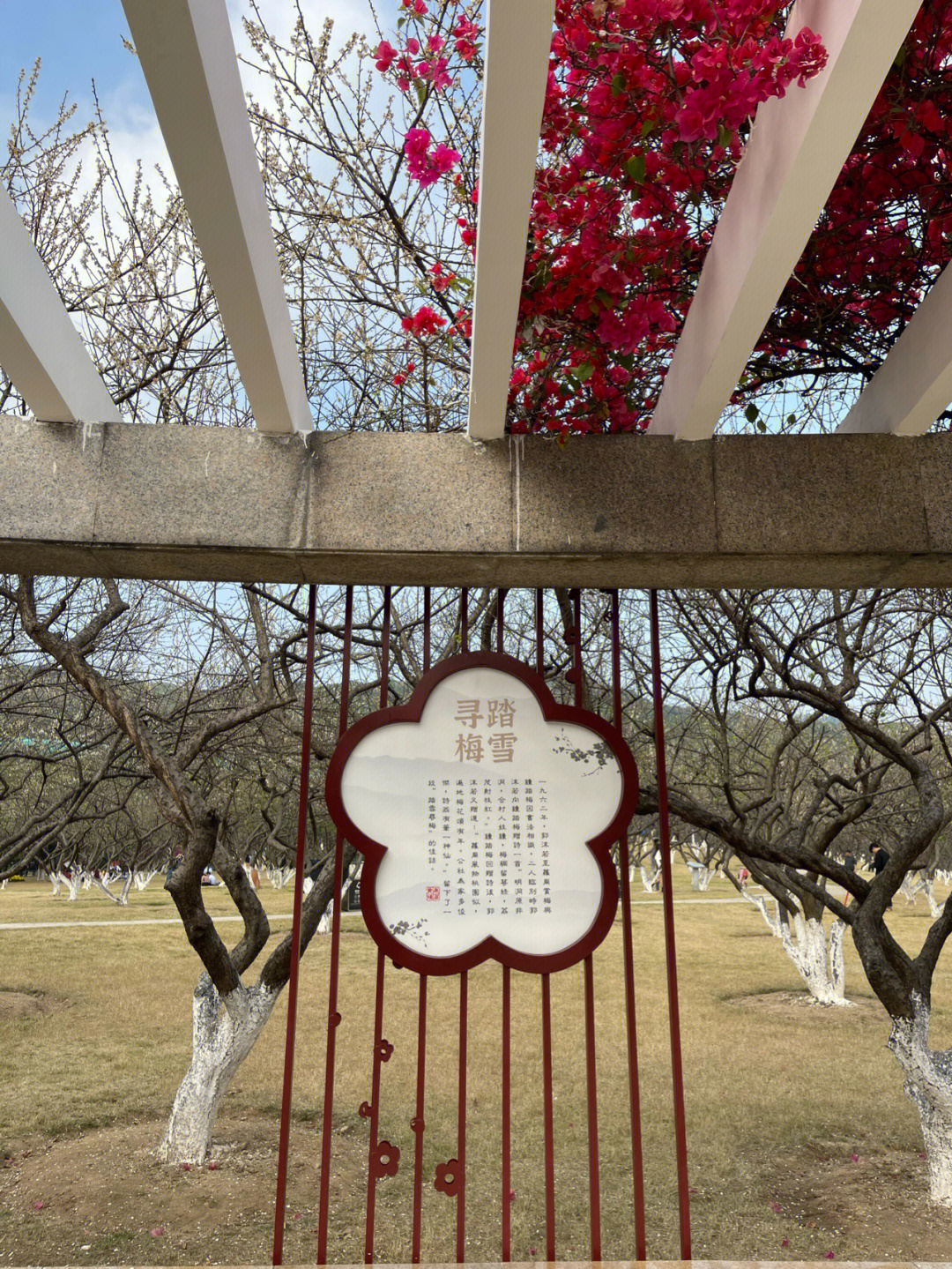 萝岗香雪公园赏花时间图片