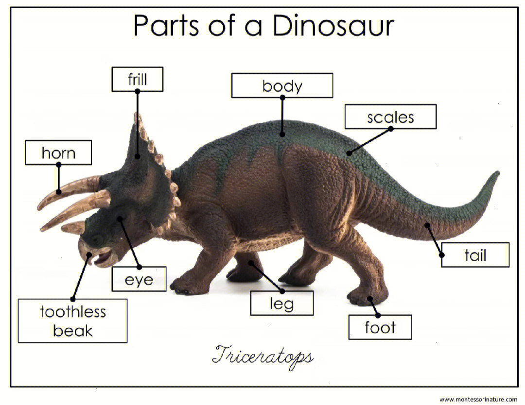 恐龙身体部位介绍图片