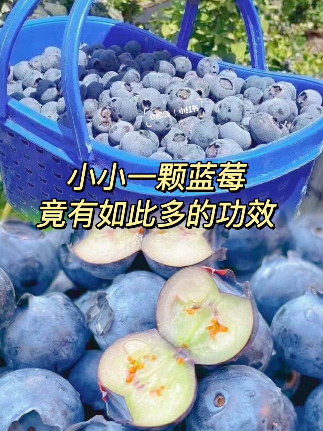 北极蓝蓝莓原浆功效图片