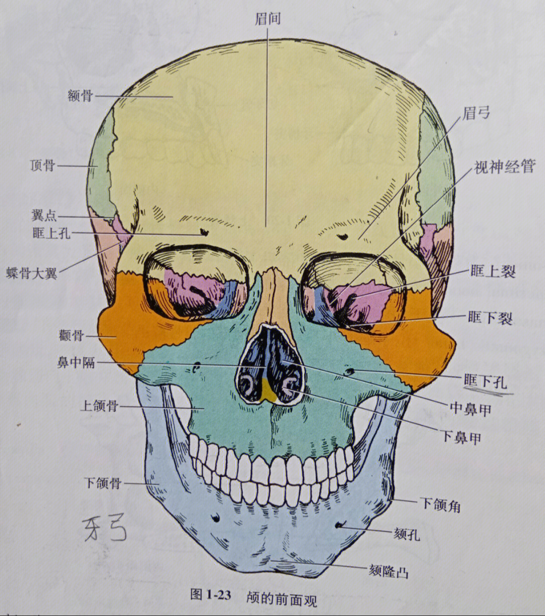 颅骨矢状面解剖图图片