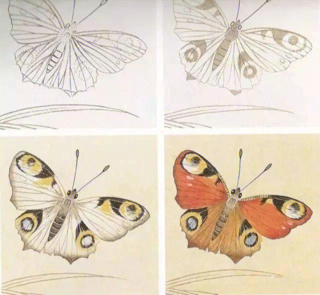 9张蝴蝶设色步骤图