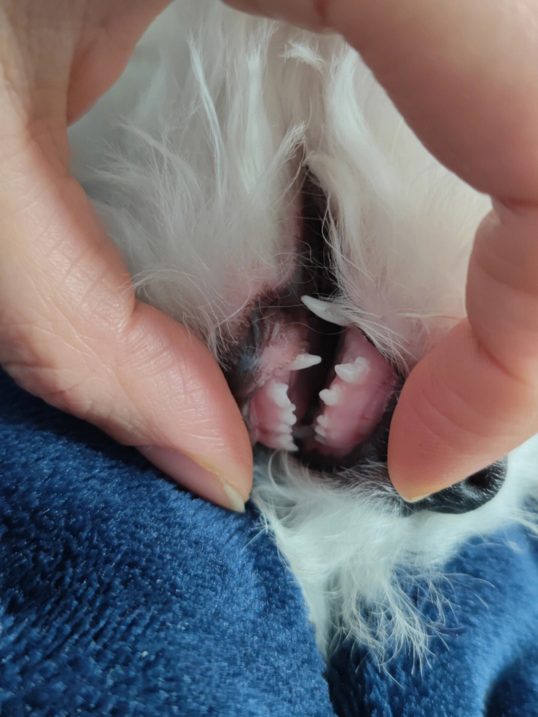 4个月小狗牙齿图片图片