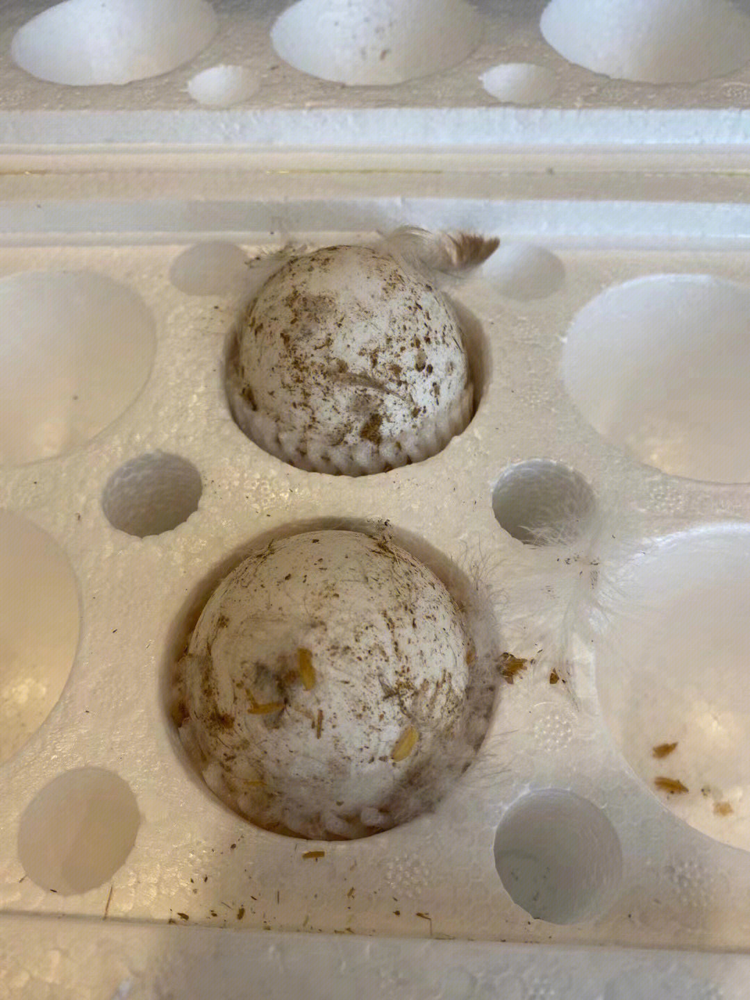 水床孵化鸡蛋教程图片