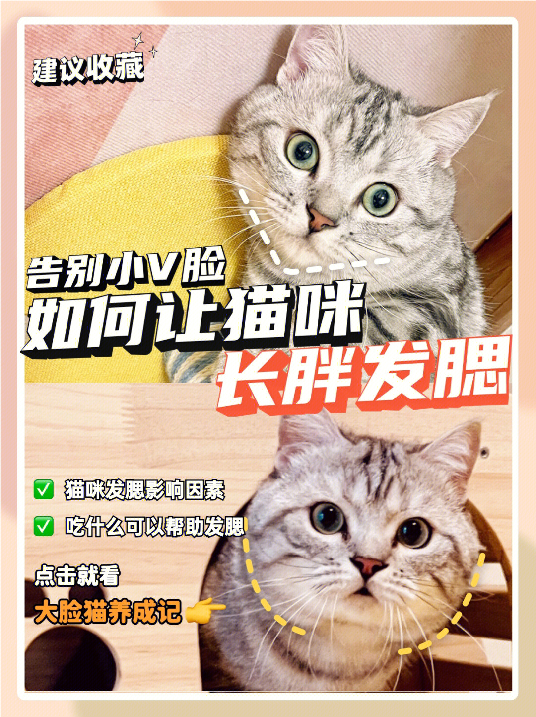 猫咪发腮吃什么 