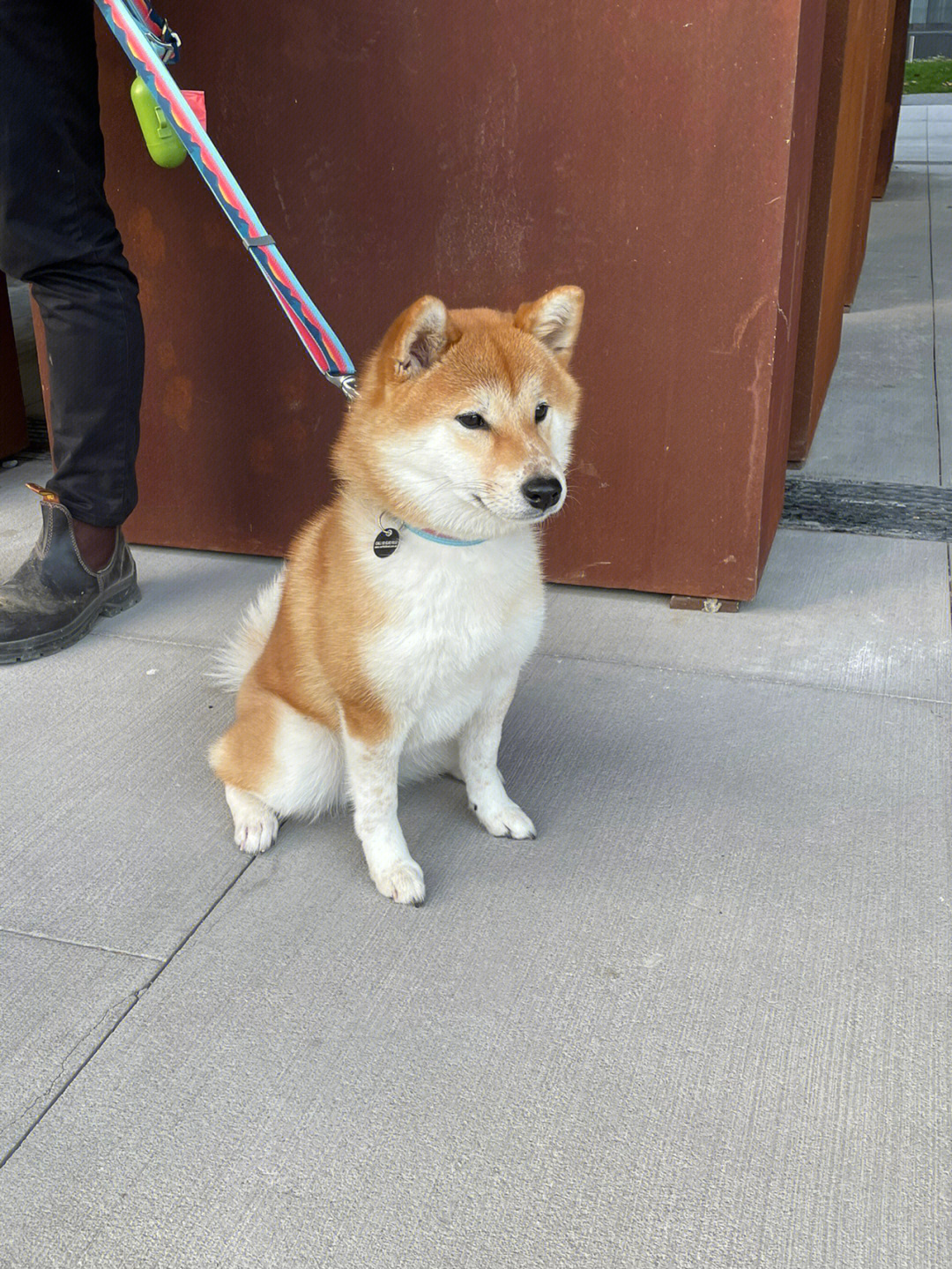 柴犬拔刀斩表情包图片