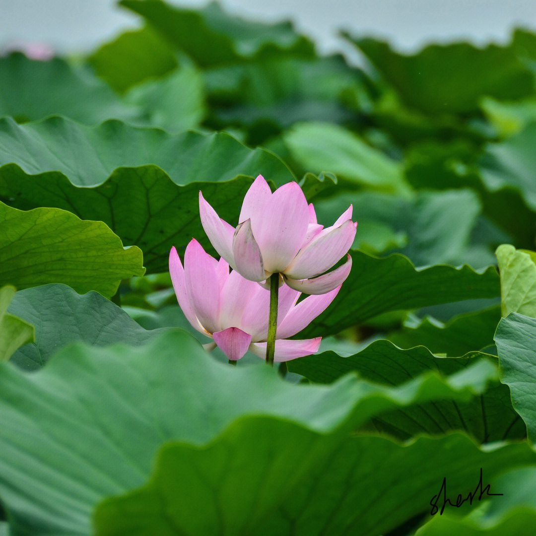 夏日初荷