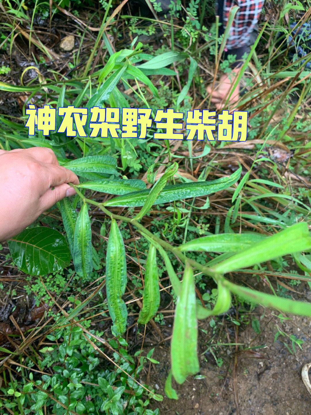 山里的草本植物野生小柴胡