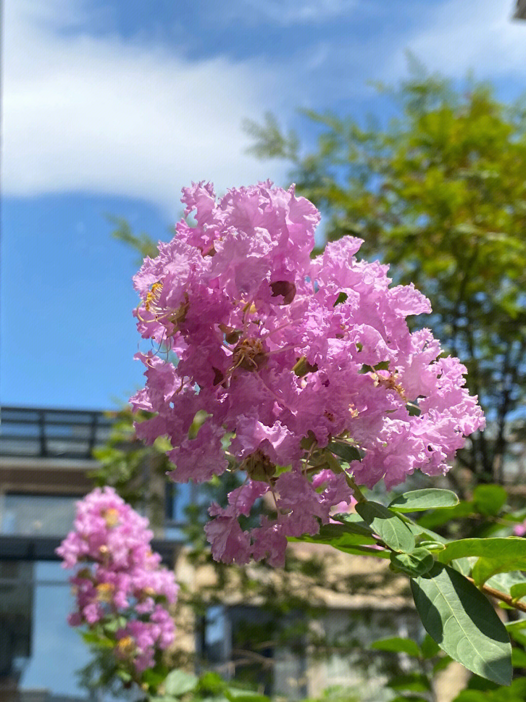 紫秋树花的图片大全图片