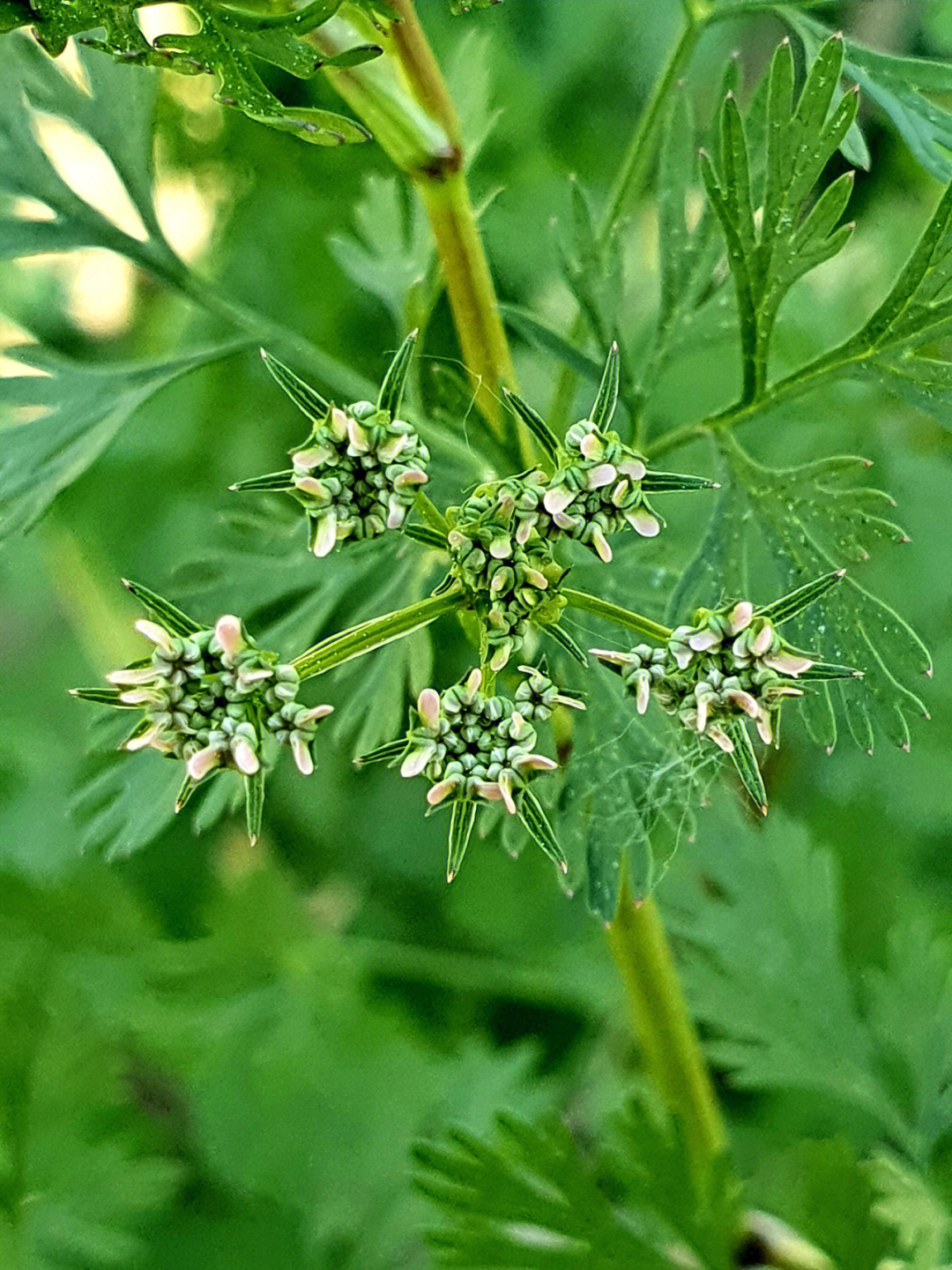 香菜快开花啦