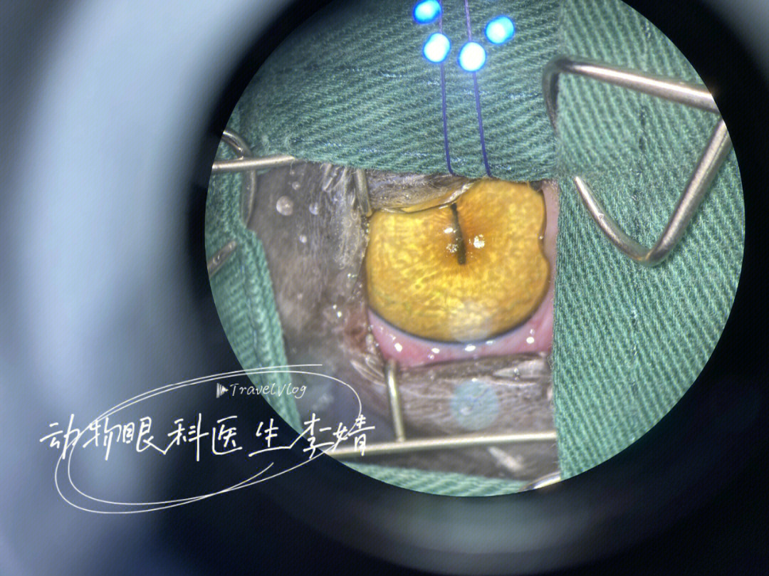 猫结膜瓣遮盖手术步骤图片