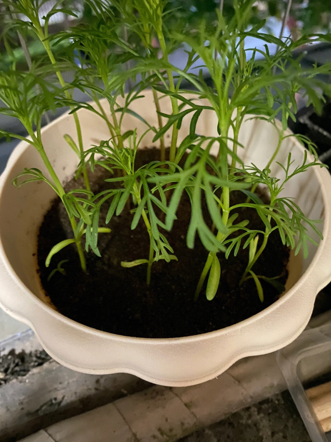 波斯菊图片种植技术图片