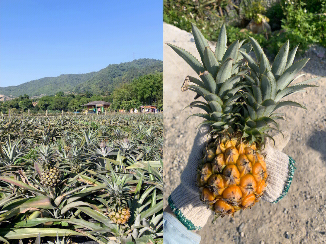 中山神湾丫髻山菠萝