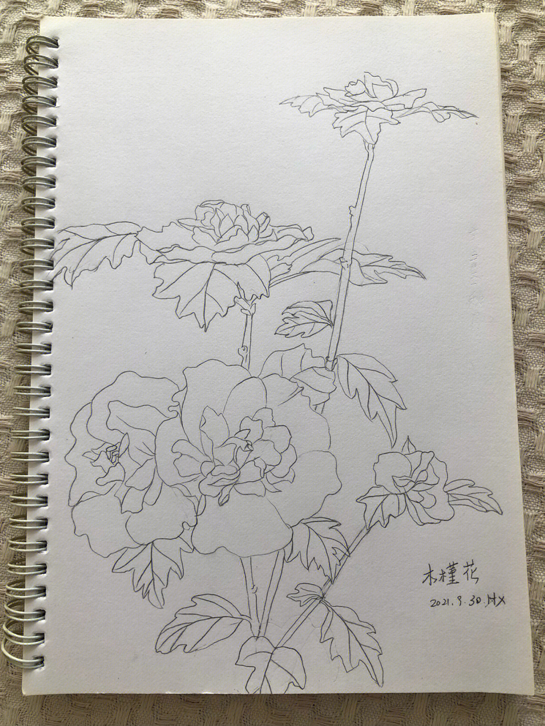 花朵写生图片大全图片