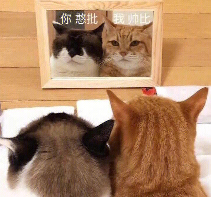 情侣撒娇可爱猫猫表情包