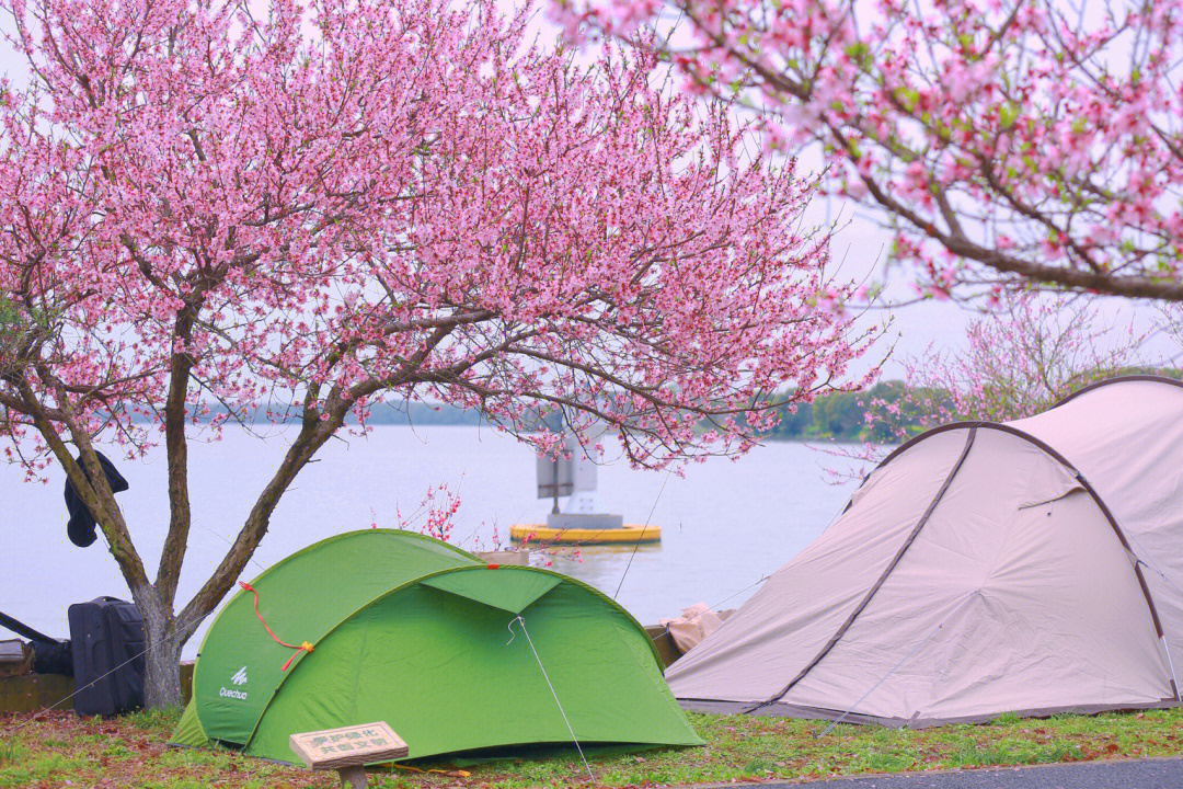 长寿湖露营基地 桃花图片