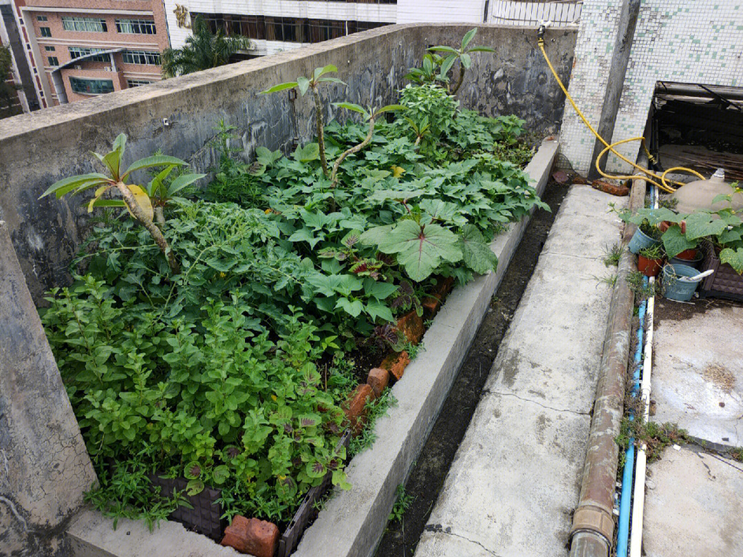 城市种菜小白图片