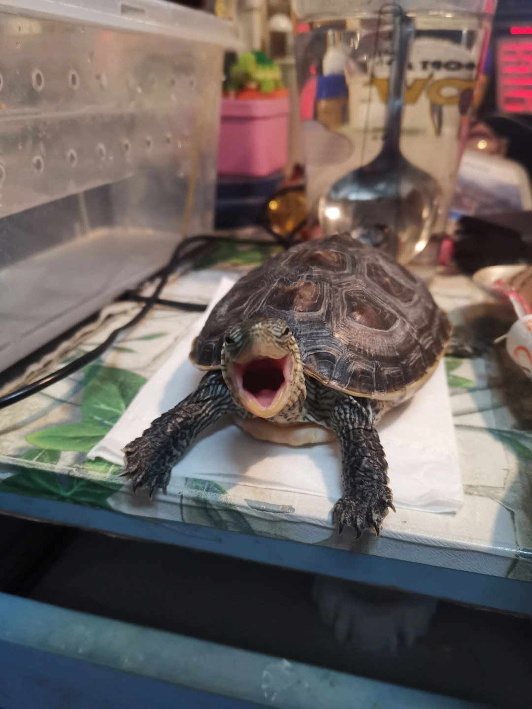 小鳄龟舌头图片