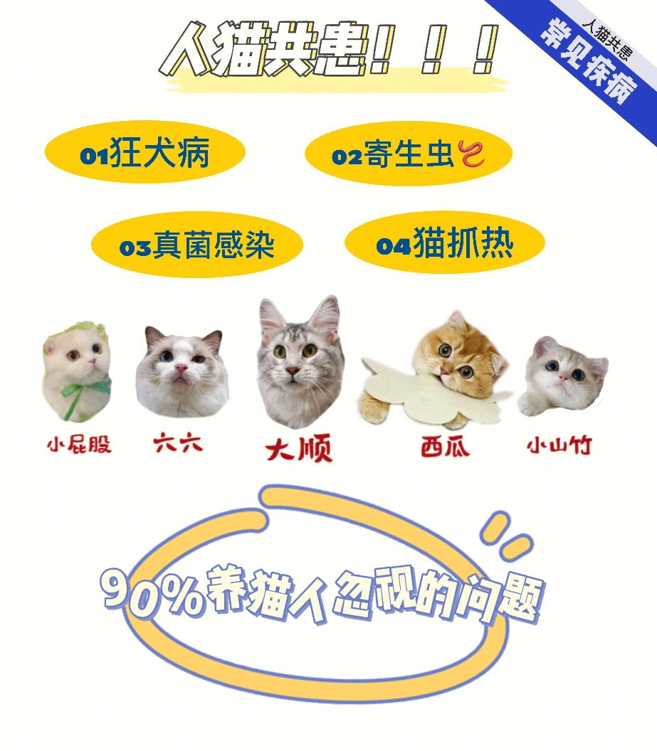 猫抓病怎么治疗图片