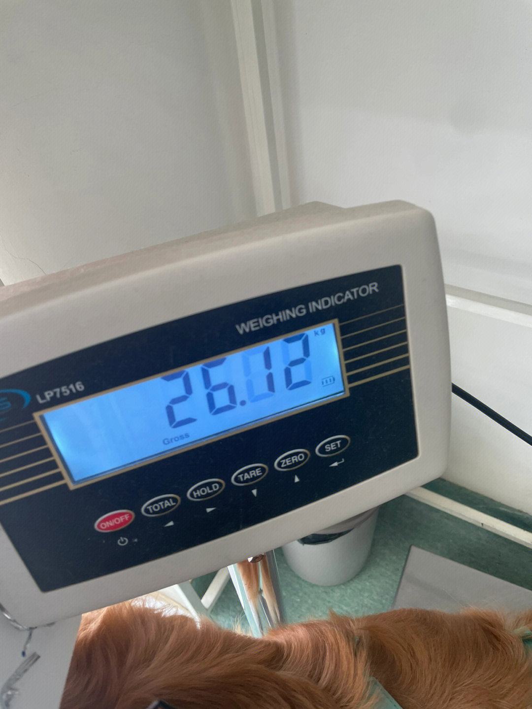 金毛体重从35kg到26kg