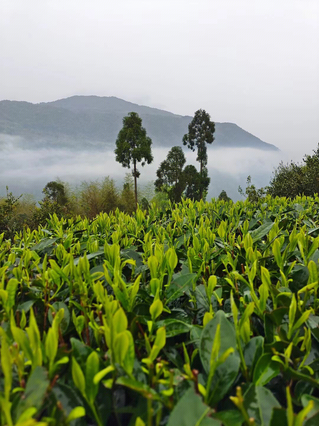 福鼎白茶61茶园风光