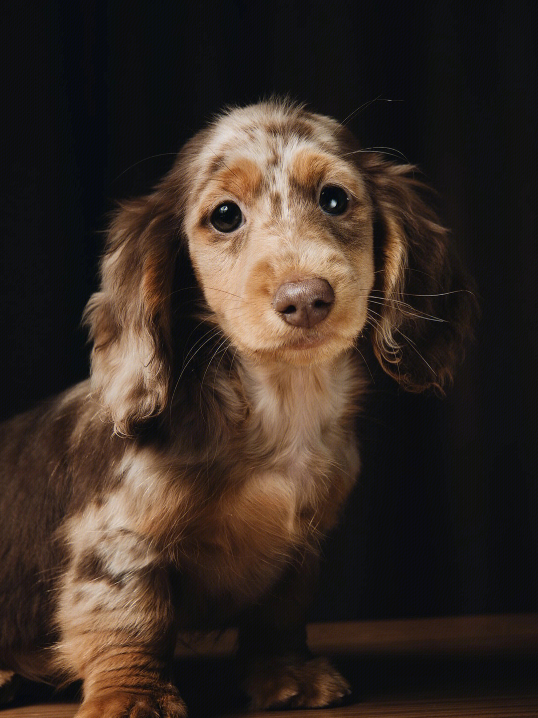 重温一下20年7月繁殖的巧克力陨石#迷你长毛腊肠犬#腊肠犬#长毛