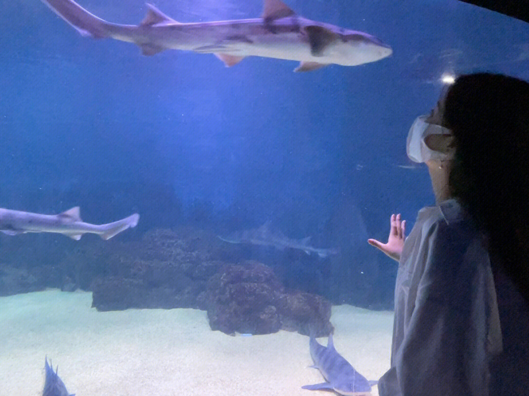来青岛一定要去海底世界鲨鱼真的很可爱