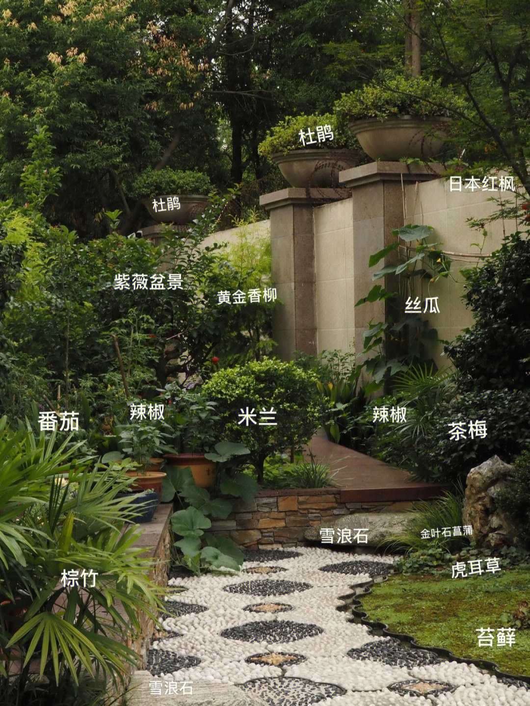 庭院植物分布图图片