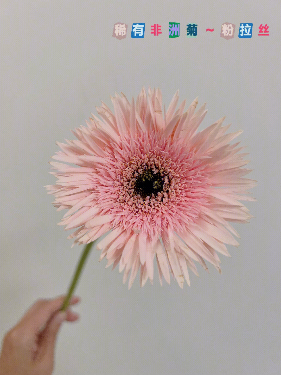 非洲菊花语 粉色图片