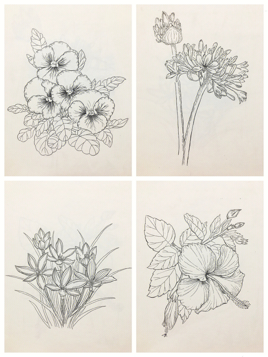 100张花卉线描图 教程图片