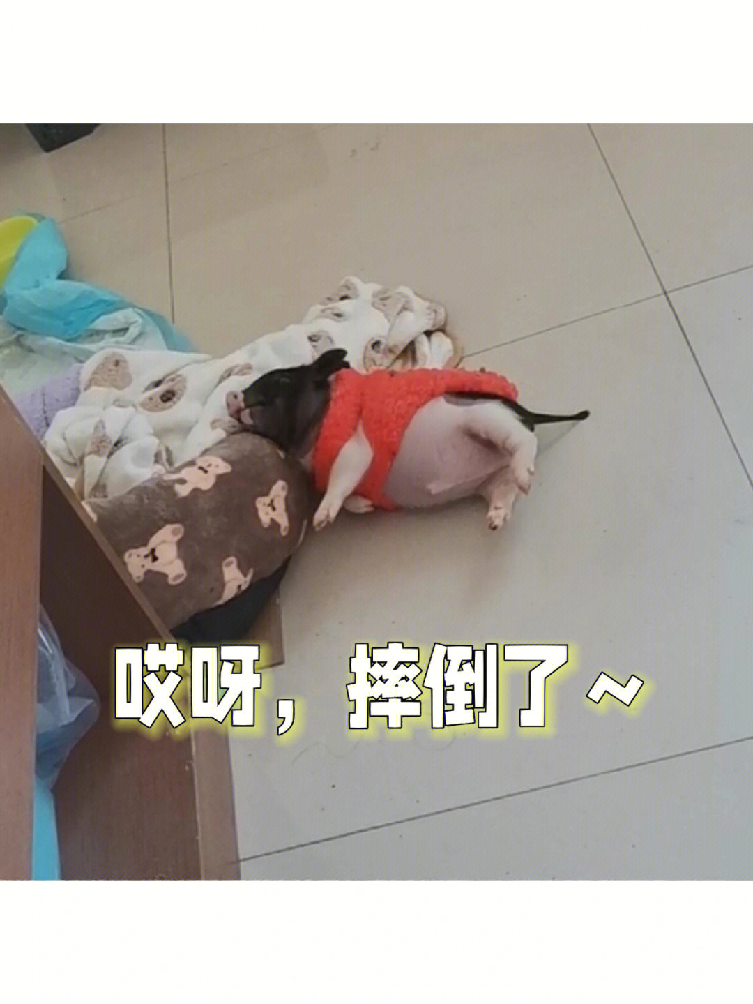 猪丢了表情包图片