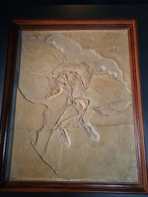 阿根廷巨鹰化石图片图片
