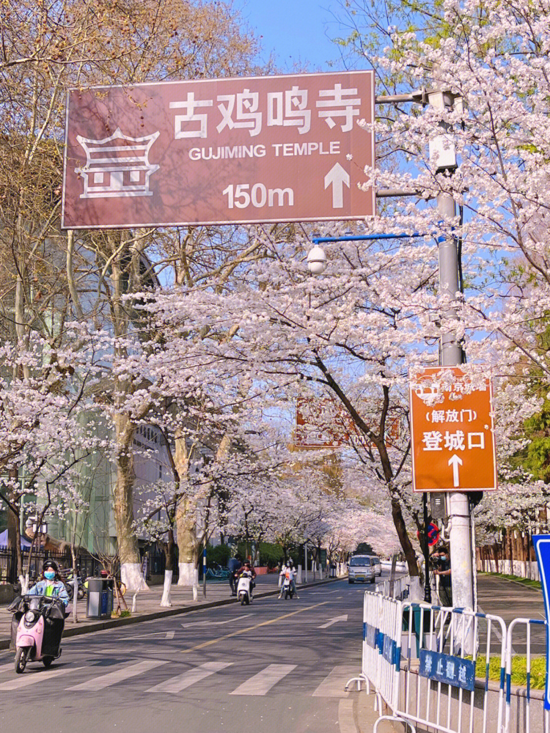 南京鸡鸣寺樱花进入盛花期60请友友们云赏花