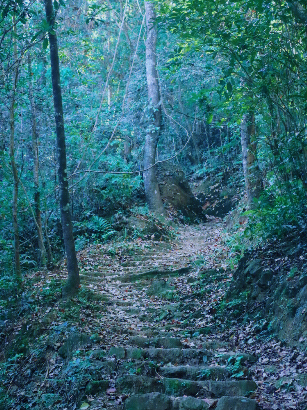 归野山林图片