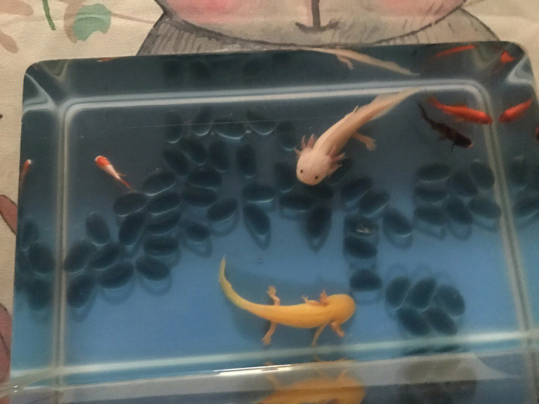 六角恐龙鱼卵孵化过程图片
