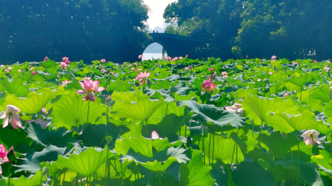 旅行影记100杭州曲院风荷