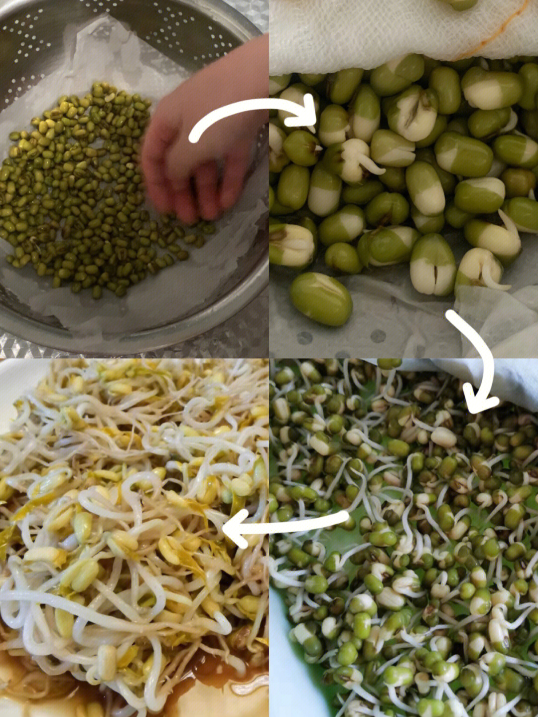 发绿豆芽的步骤图图片
