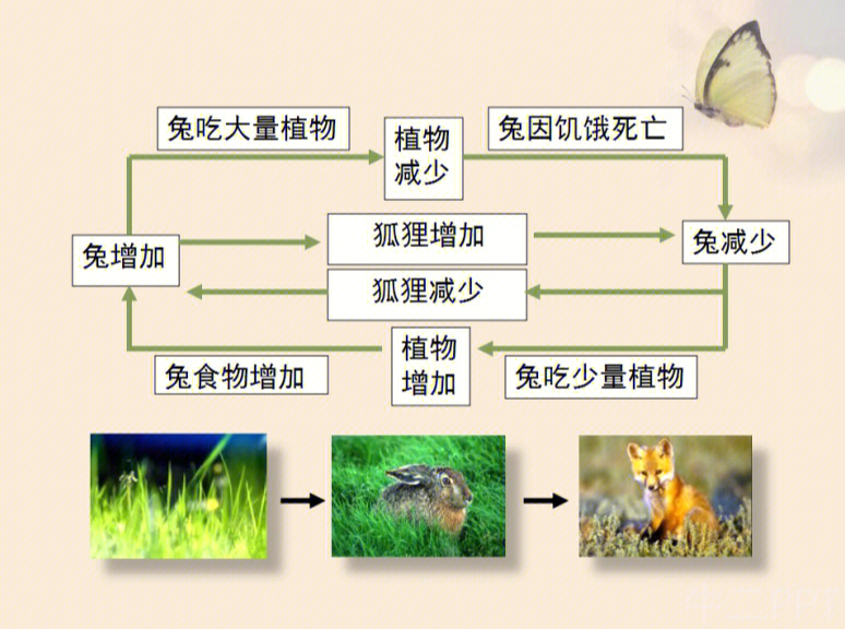 生态系统