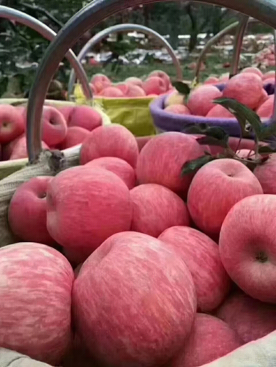 洛川苹果