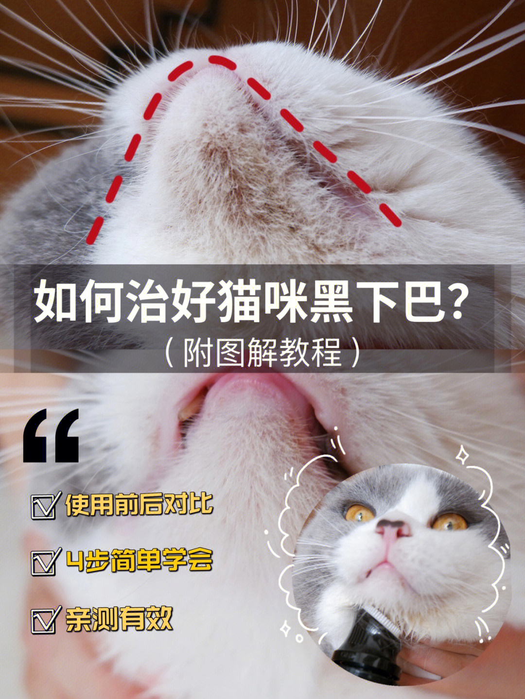 猫咪黑下巴怎么治图片