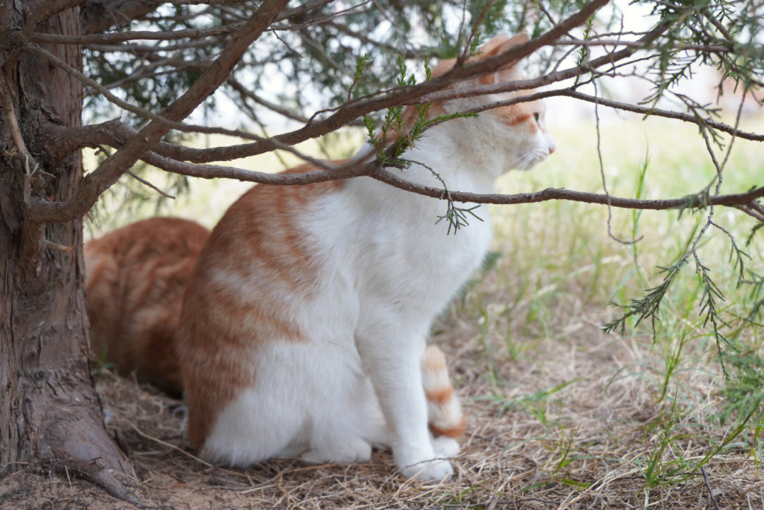 猫咪后院