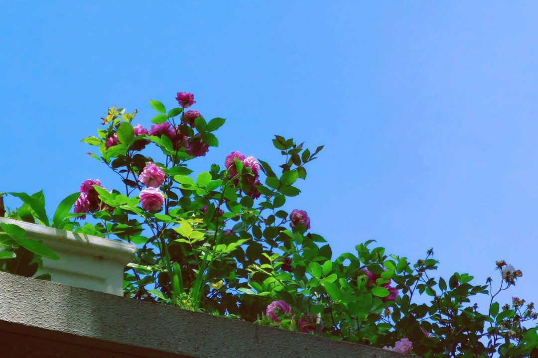 蓝色阴雨月季花柱图片