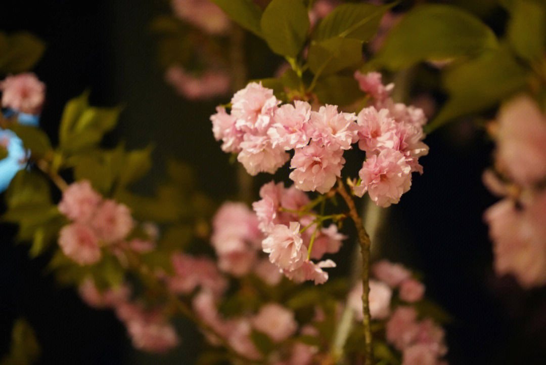 樱花壁纸可爱 夜晚图片