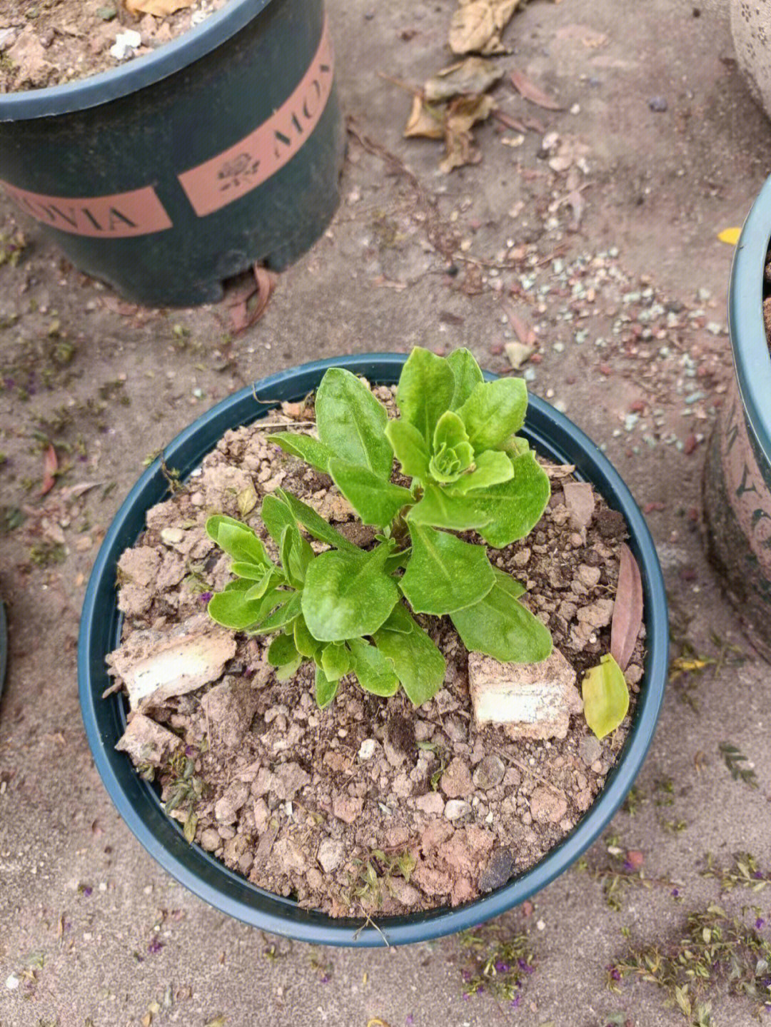 蓝目菊幼苗图片图片