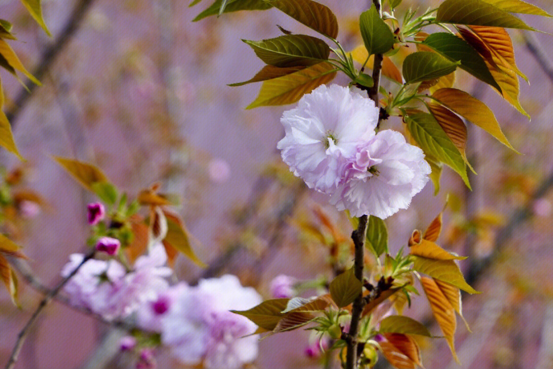 重瓣樱花简介图片