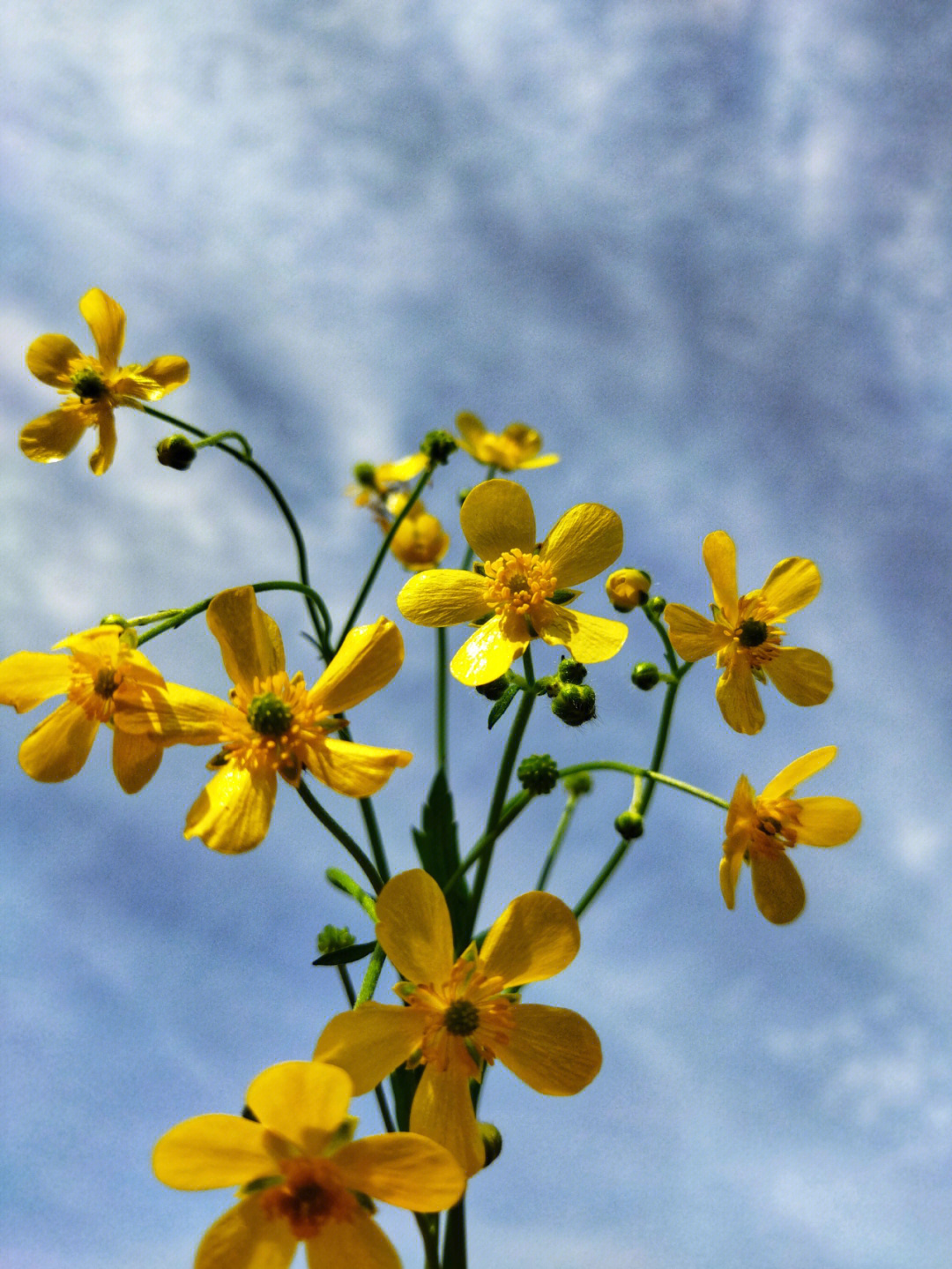 路边的小黄花