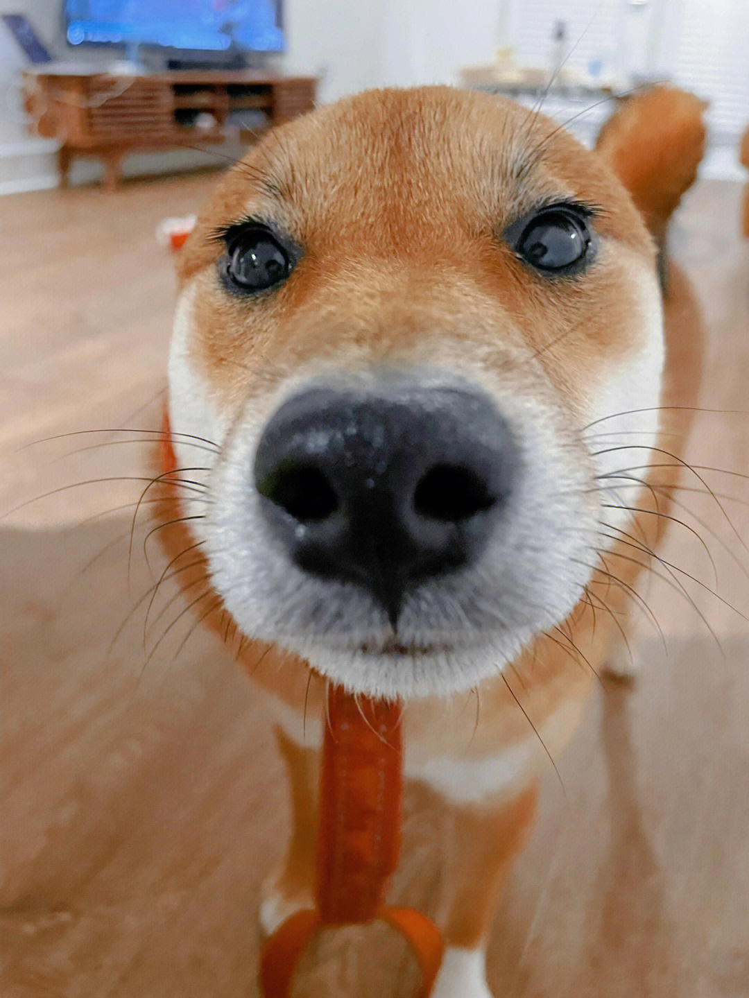 柴犬 蓝天 飞机 的图片图片