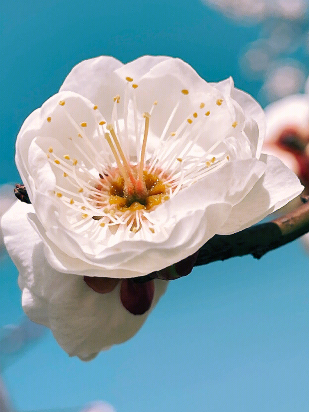 蓝底白花的腊梅花图片图片