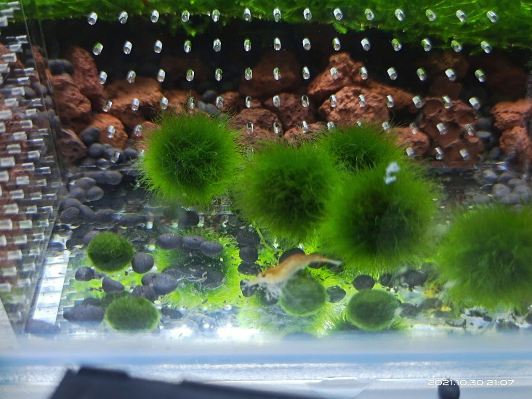 海藻球9个月,长大好多倍(超级好养)