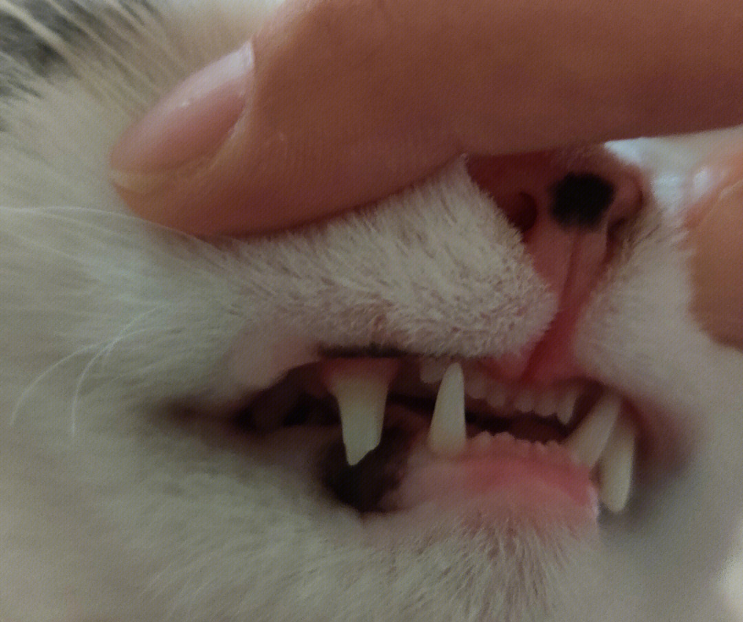 猫咪牙齿咬合标准图图片